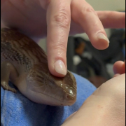 Blue Pom Pom Loves Head Scratches