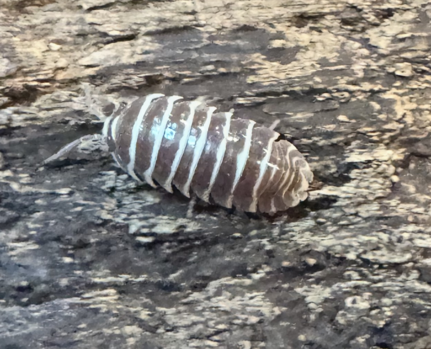 Isopod Chocolate Zebra