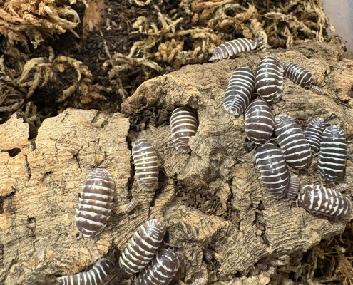 Isopod Chocolate Zebra's