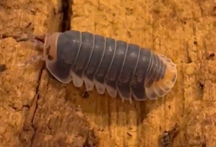 Isopod Pak Chong