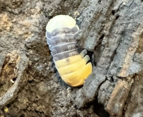Isopod Rubber Bee1