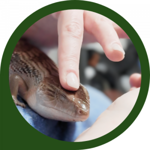 PRESENTATION REPTILES